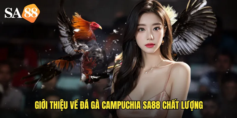 Đá Gà Campuchia sa88: Trải Nghiệm Đấu Trường Số 1 Đông Nam Á 2 Giới thiệu về đá gà campuchia sa88 chất lượng