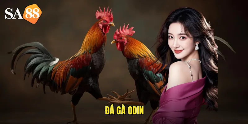 Đá Gà Odin sa88: Arena Thần Thoại Bắc Âu Kịch Tính Nhất 1 đá gà Odin